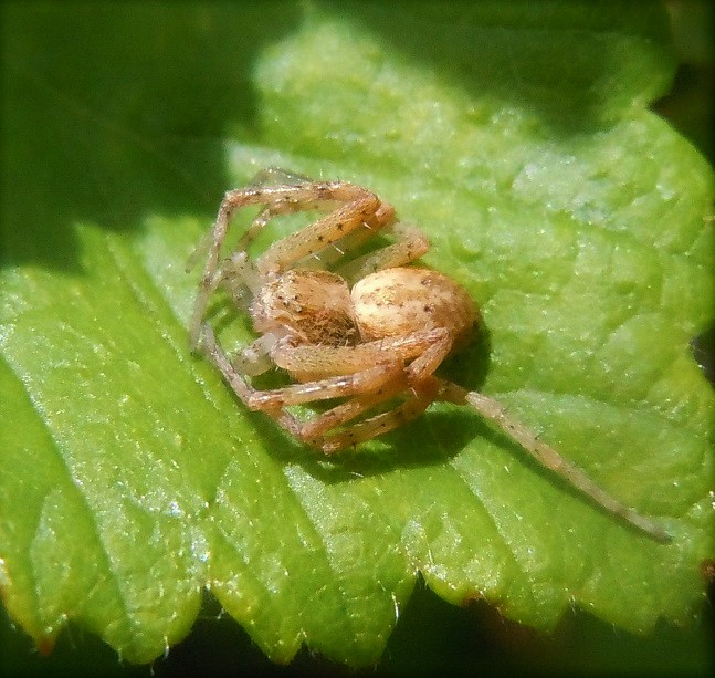Xysticus? ,  No, Philodromus gr.  - Monte Faito (NA)