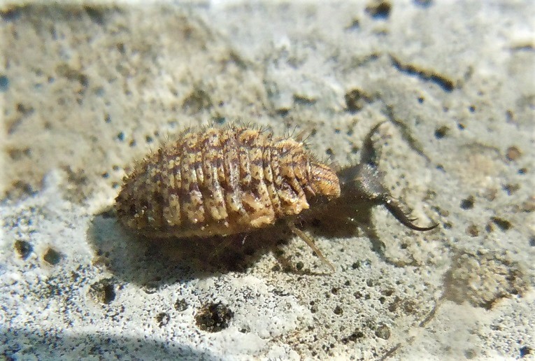 Larva di Myrmeleontidae?