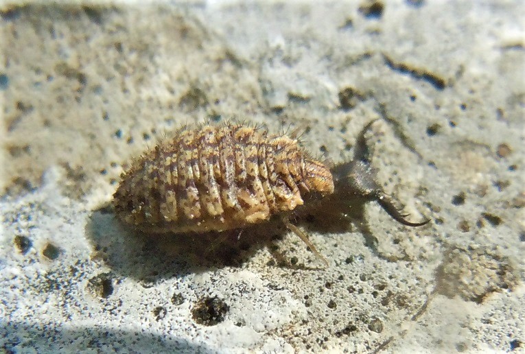 Larva di Myrmeleontidae?