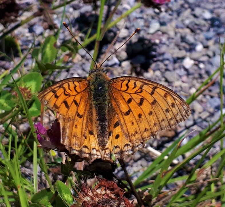 Argynnis adippe? S