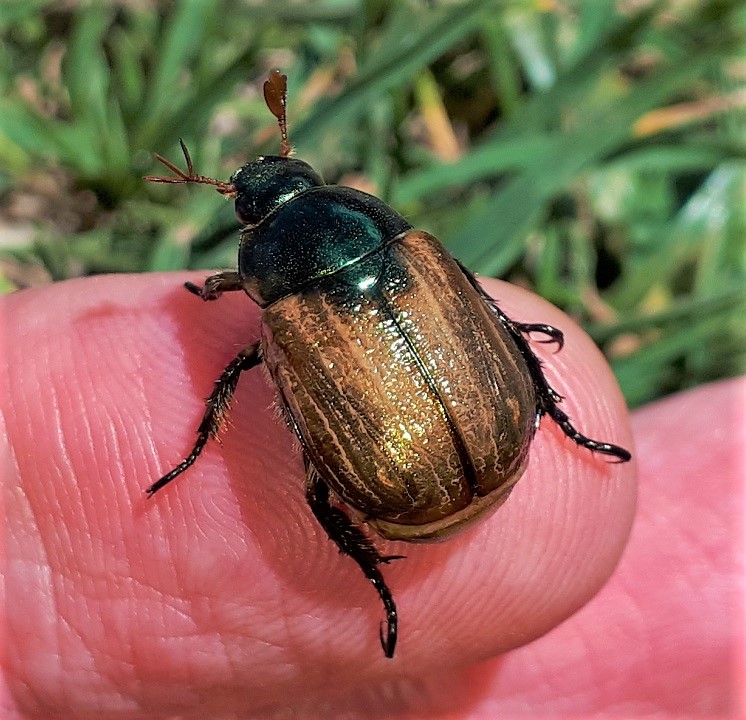 Rutelidae: Mimela junii