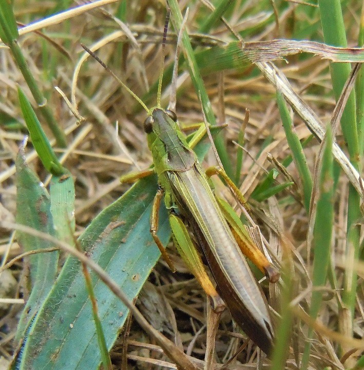 Stauroderus scalaris?  S