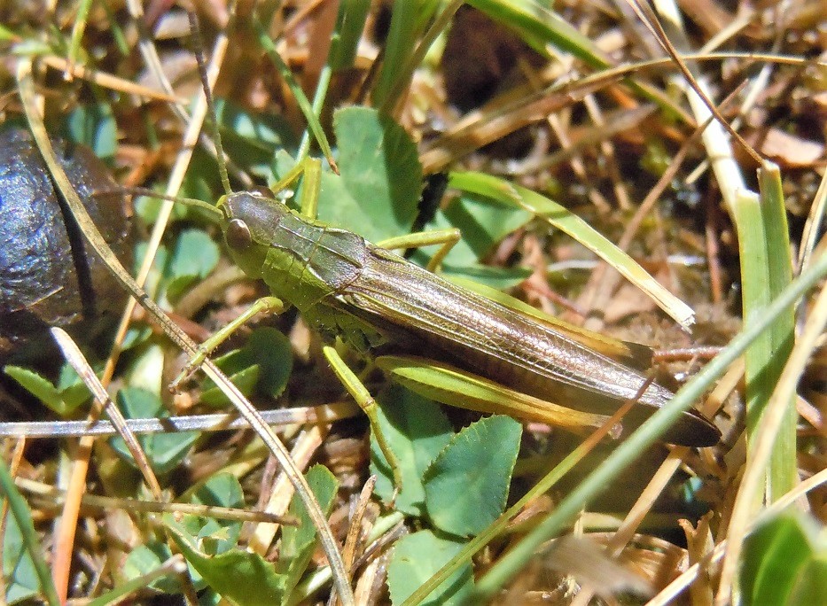 Stauroderus scalaris?  S