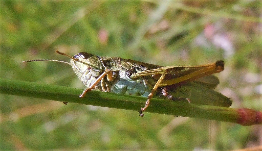 Stauroderus scalaris?  S