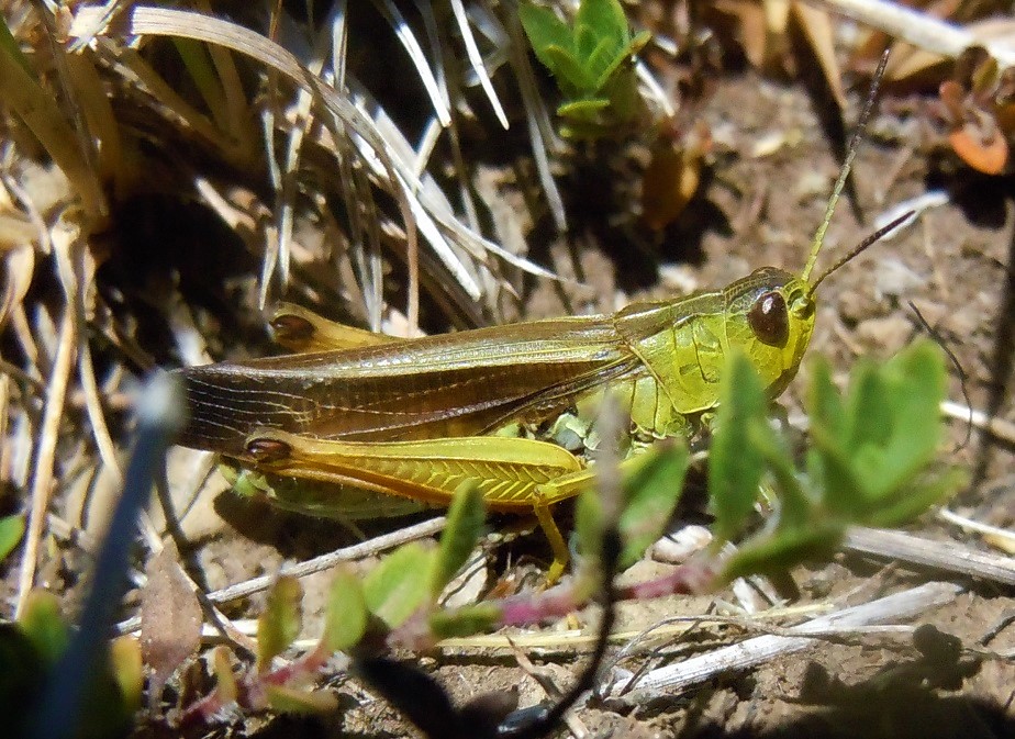 Stauroderus scalaris?  S