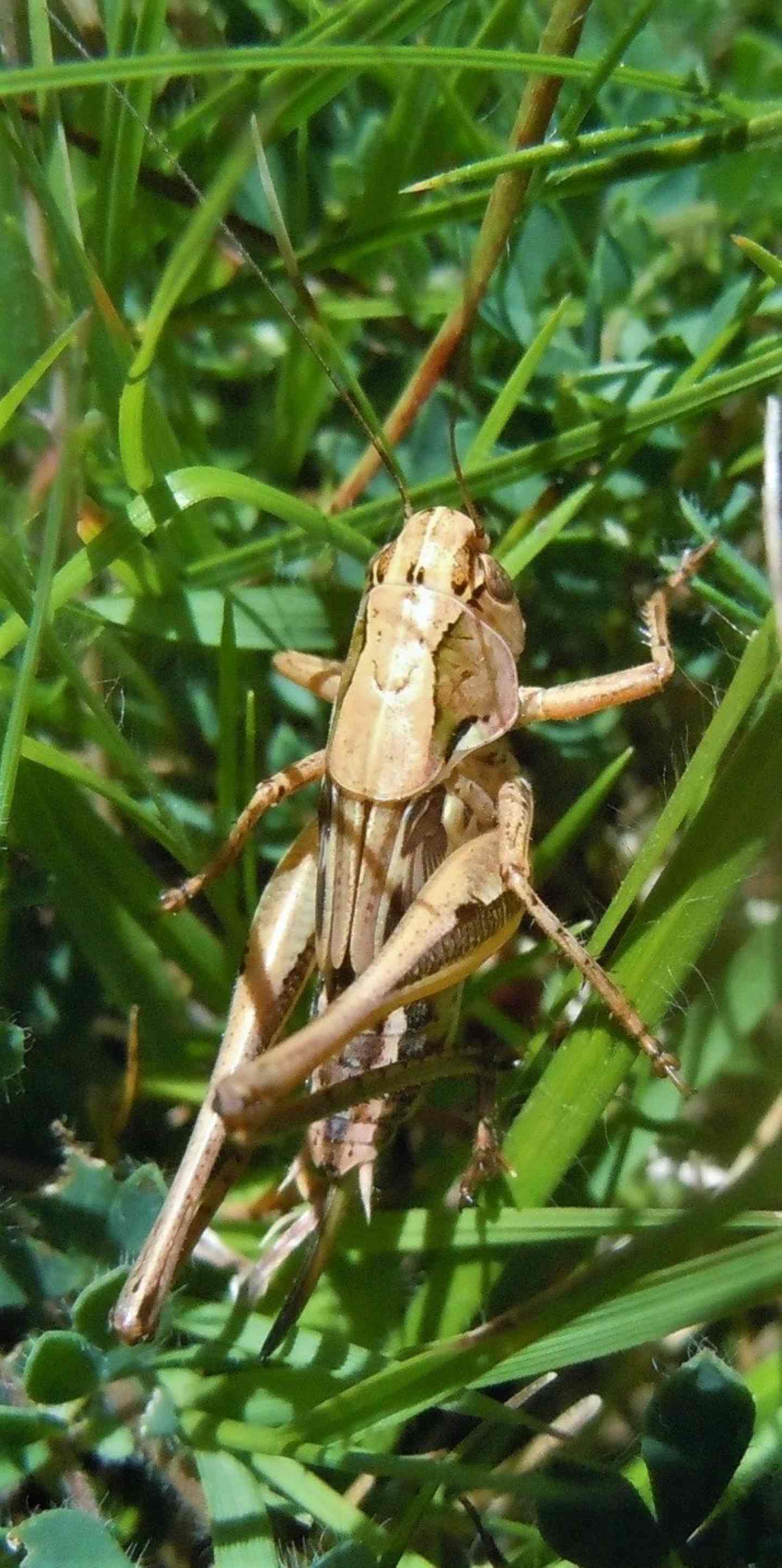 Tettigoniidae: Pholidoptera? No, Decticus sp., giovane femmina