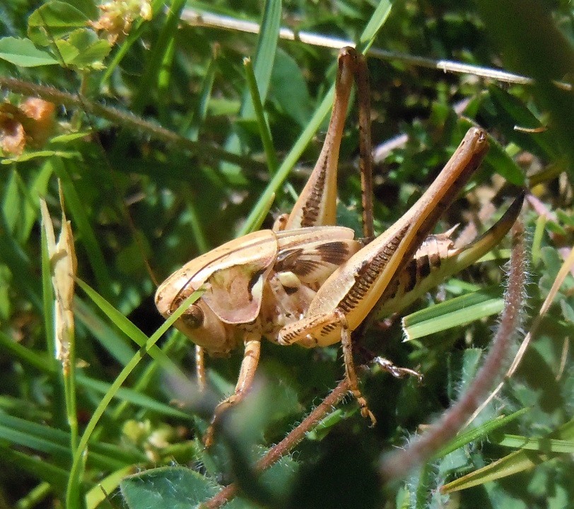 Tettigoniidae: Pholidoptera? No, Decticus sp., giovane femmina