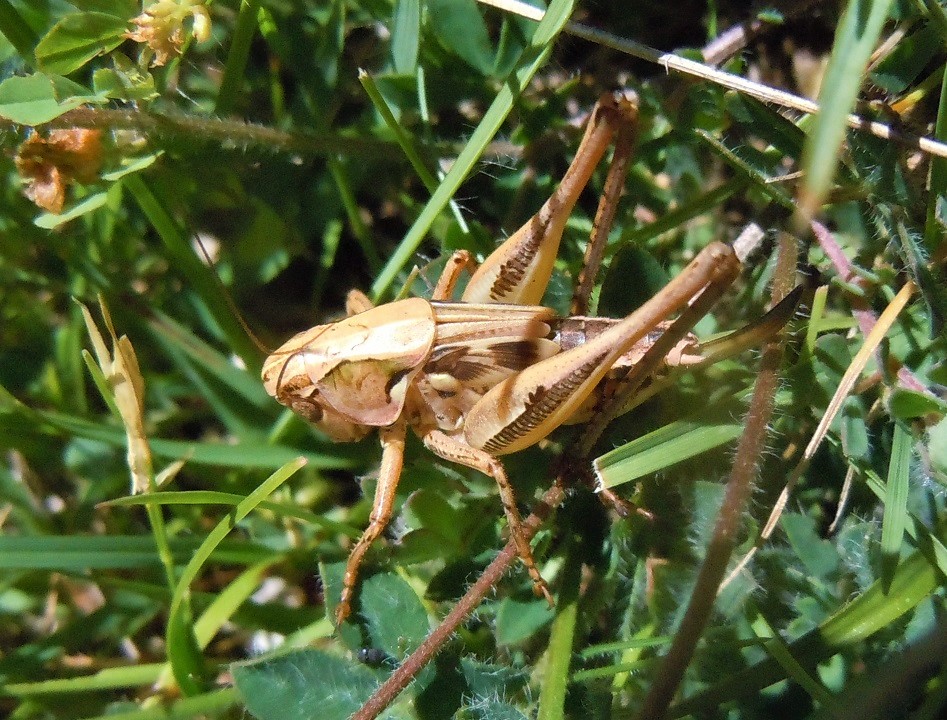 Tettigoniidae: Pholidoptera? No, Decticus sp., giovane femmina