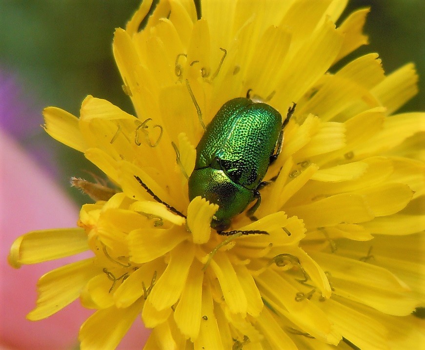 Cryptocephalus samniticus?  S