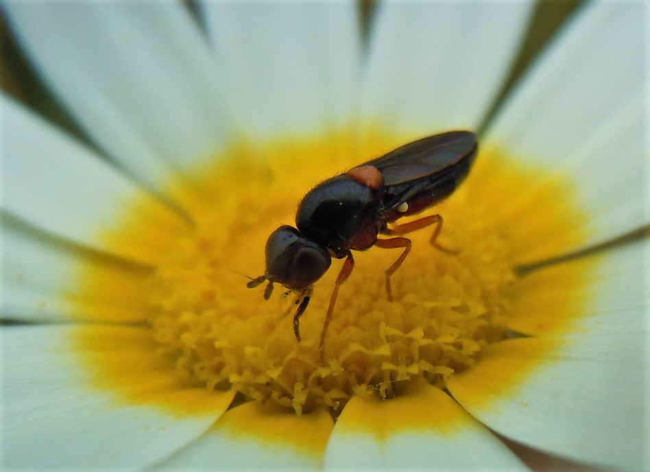 Piccolo dittero da identificare: cfr. Chloropidae