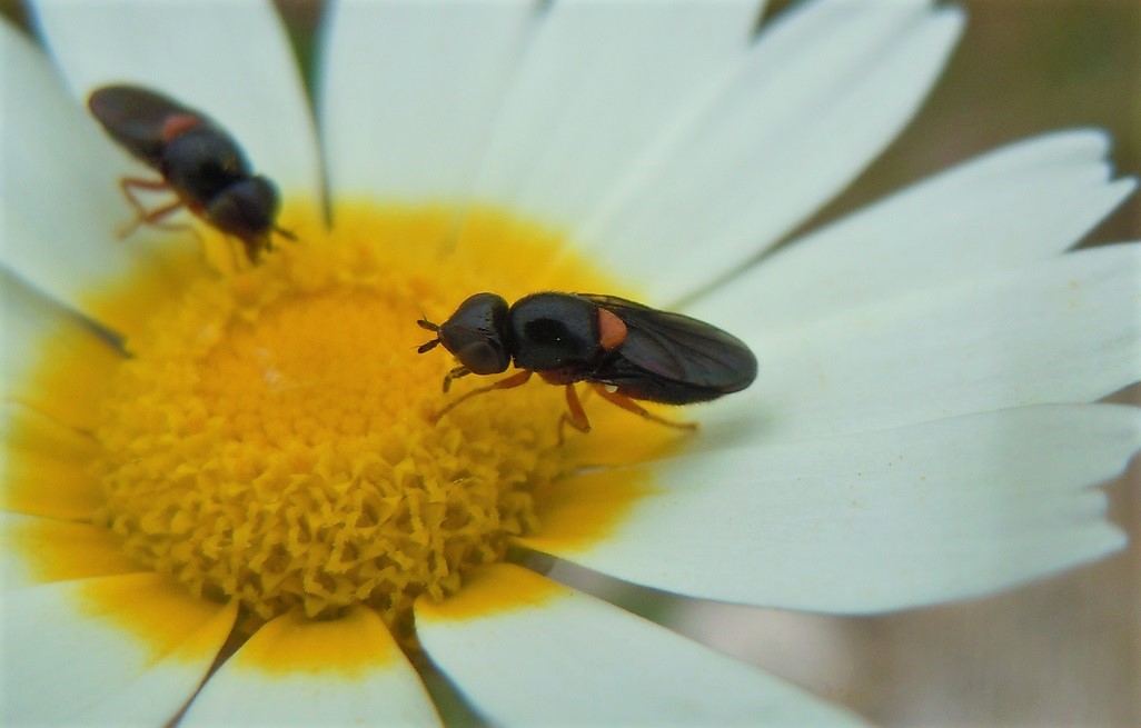 Piccolo dittero da identificare: cfr. Chloropidae