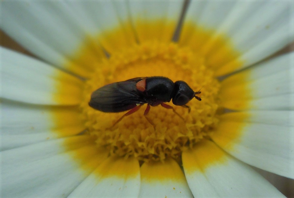 Piccolo dittero da identificare: cfr. Chloropidae