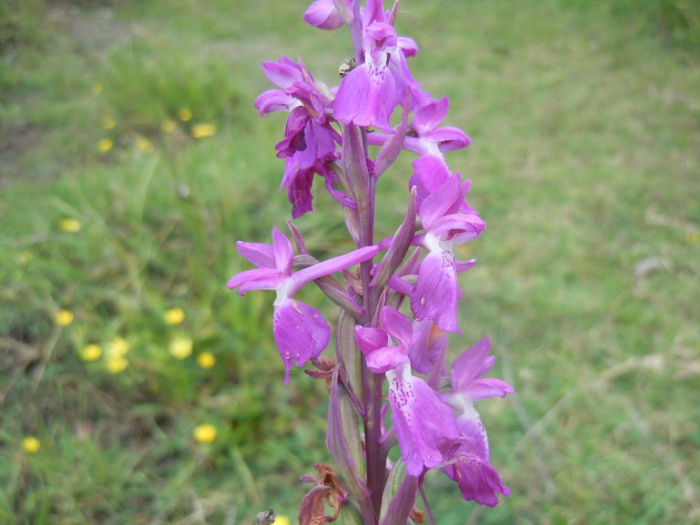 Anacamptis palustris?