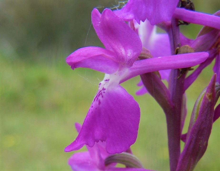 Anacamptis palustris?