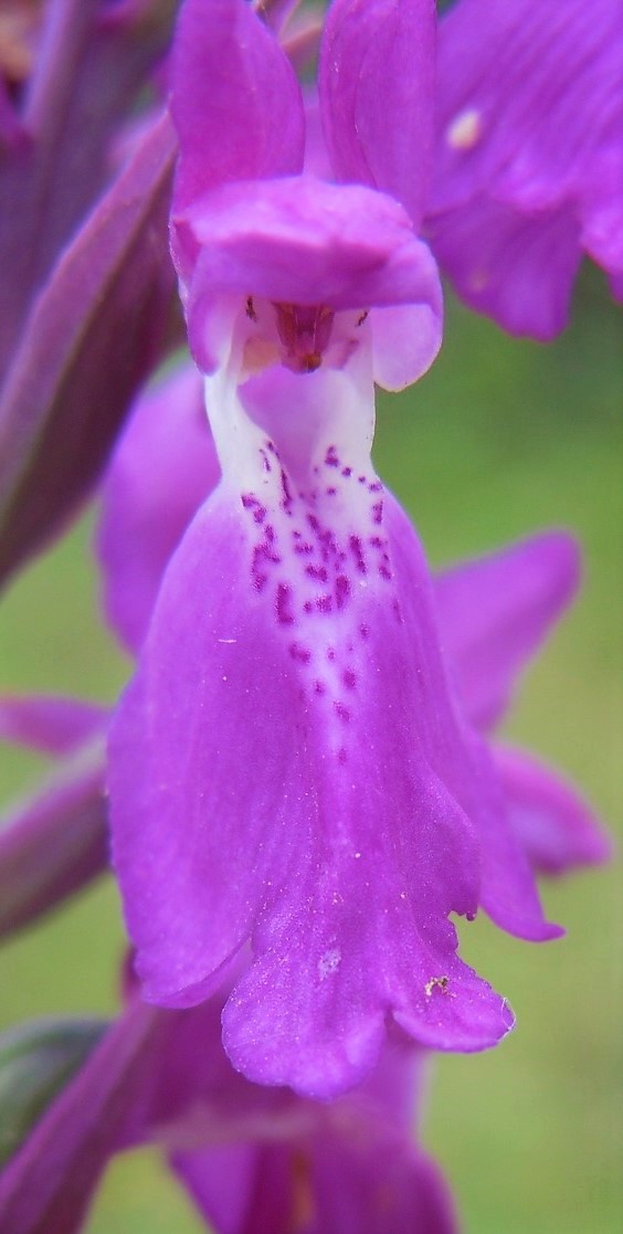 Anacamptis palustris?