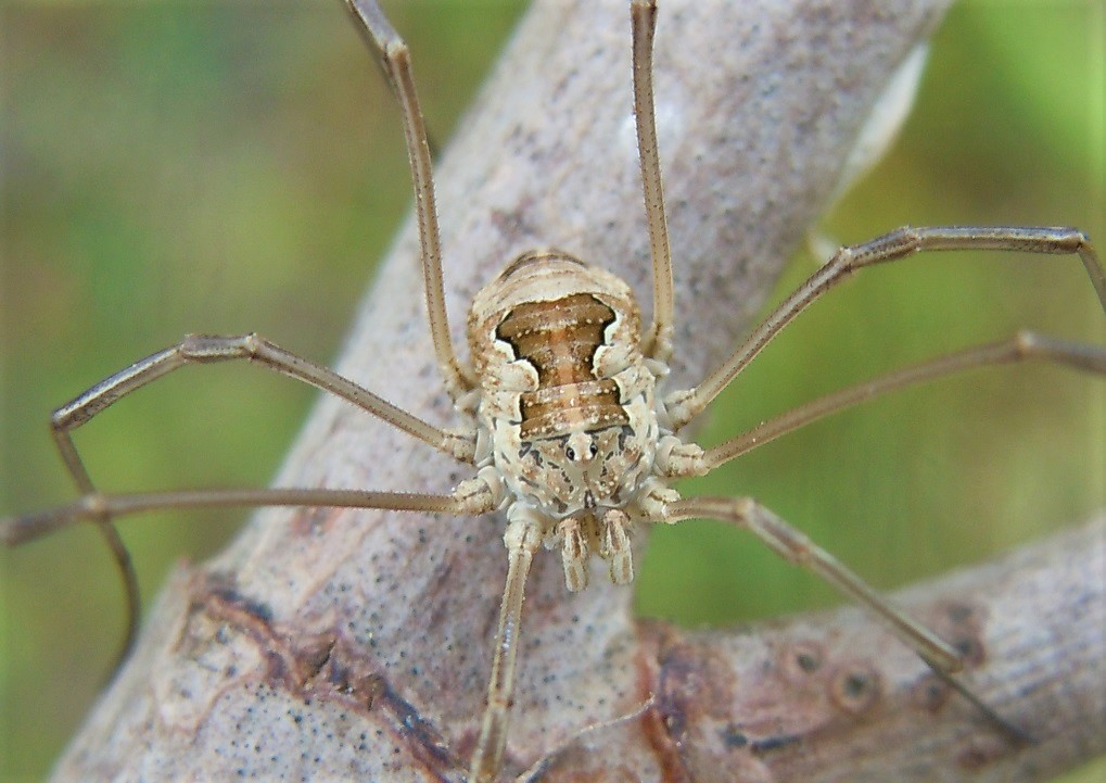 Metaphalangium cirtanum - Phalangiidae