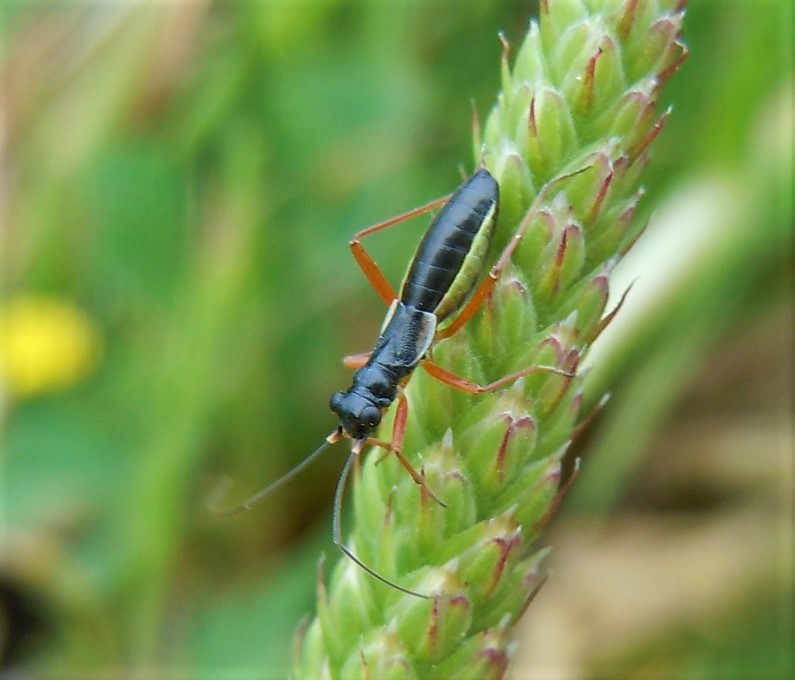 Pithanus maerkelii. - Miridae