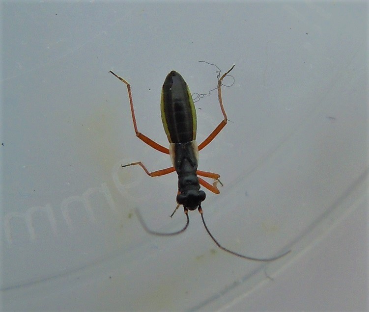 Pithanus maerkelii. - Miridae