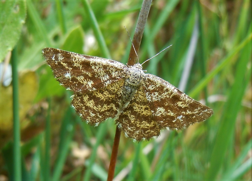 Ematurga atomaria