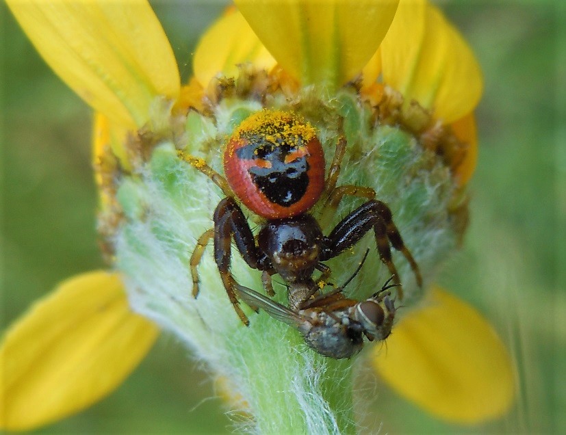 Synema globosum