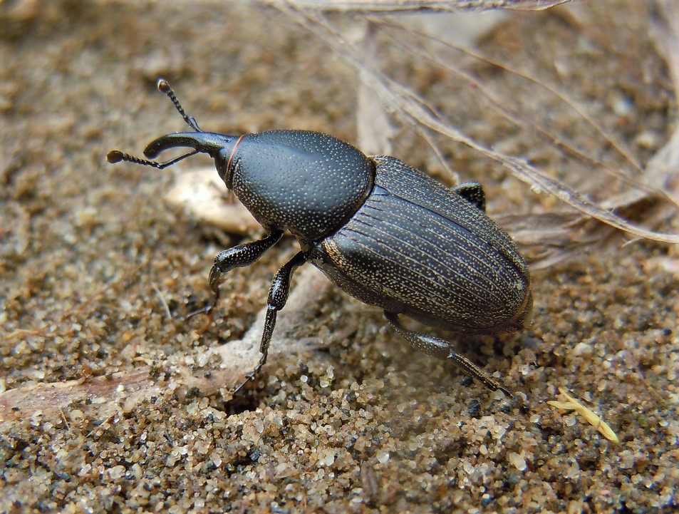 Rhynchophoridae: Sphenophorus striatopunctatus? No, aff. Sphenophorus abbreviatus.