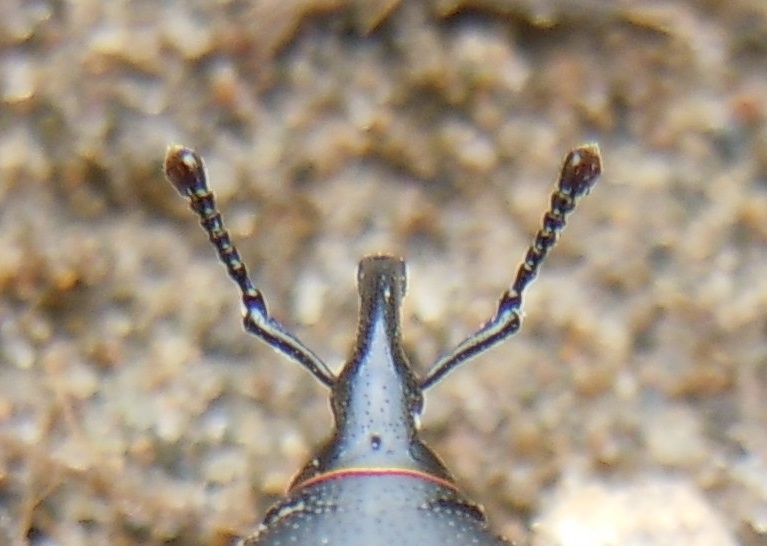 Rhynchophoridae: Sphenophorus striatopunctatus? No, aff. Sphenophorus abbreviatus.