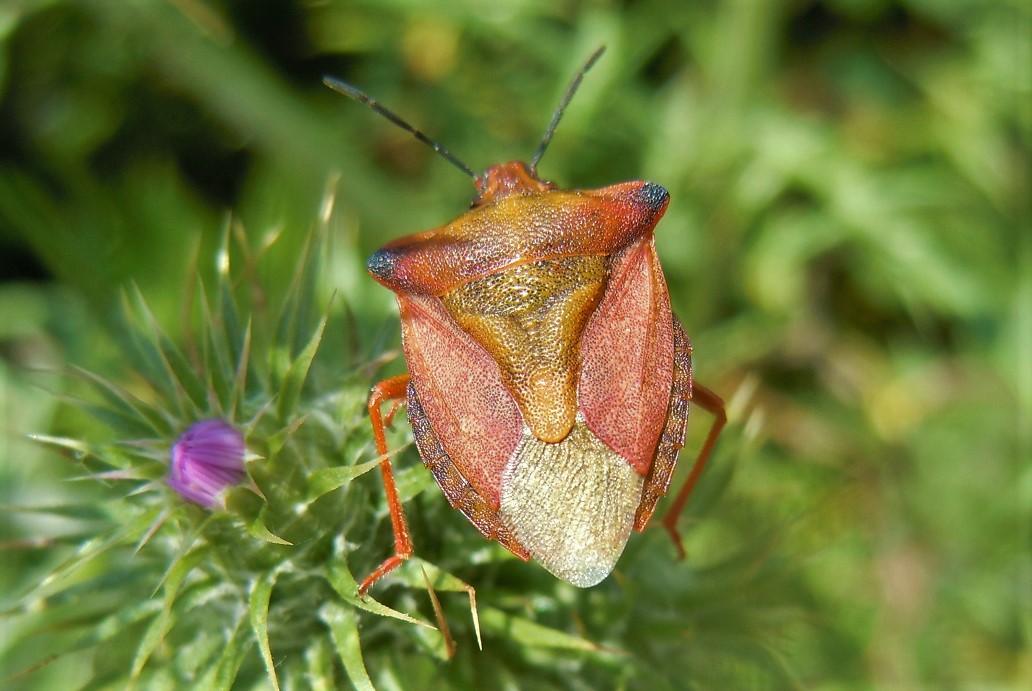 Carpocoris mediterraneus?
