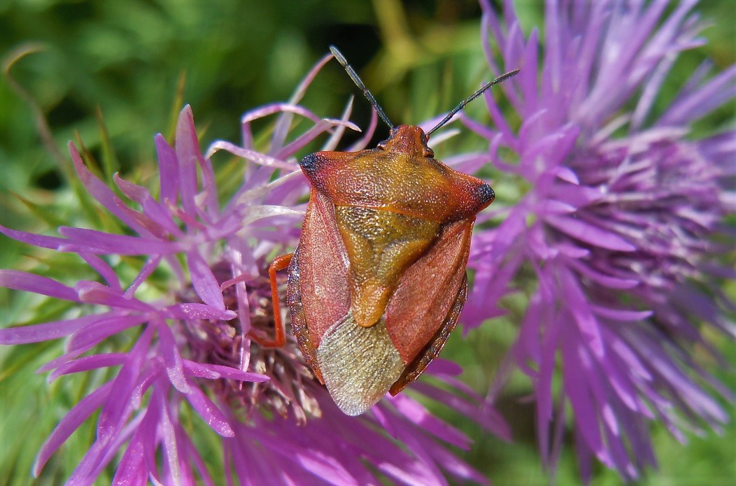 Carpocoris mediterraneus atlanticus