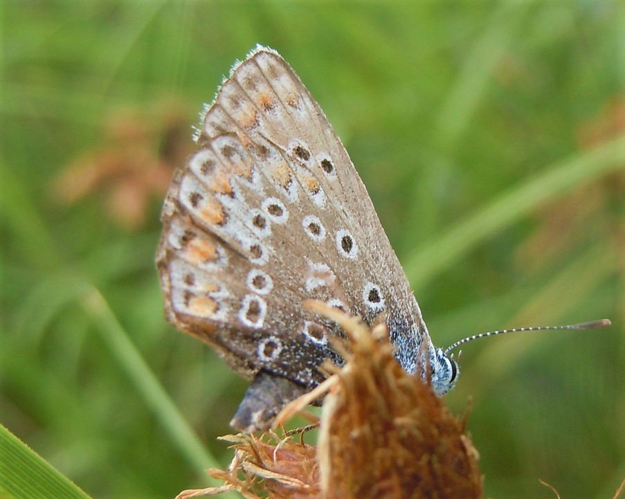 Polyommatus da identificare