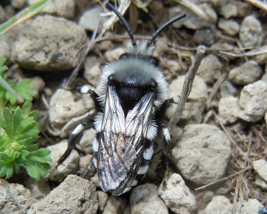 Apidae Anthophorinae: Melecta sp.