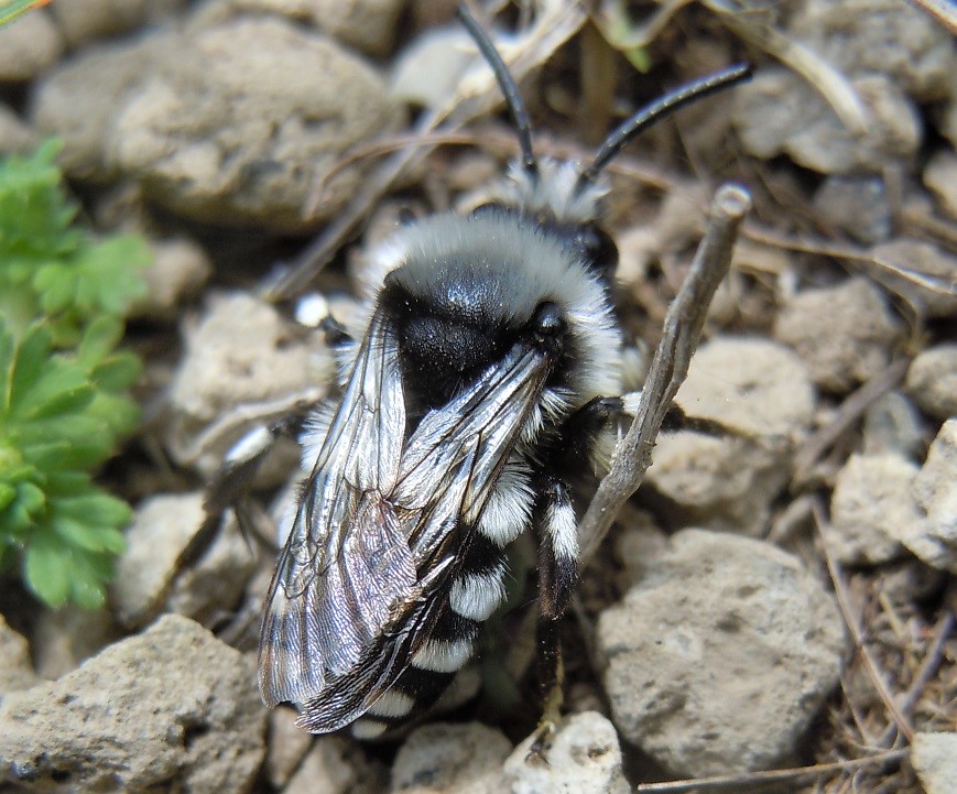 Apidae Anthophorinae: Melecta sp.