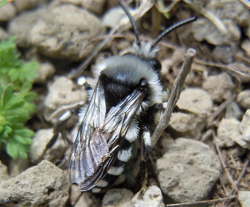 Melecta da identificare