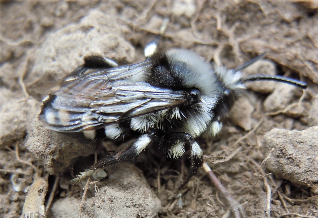 Apidae Anthophorinae: Melecta sp.