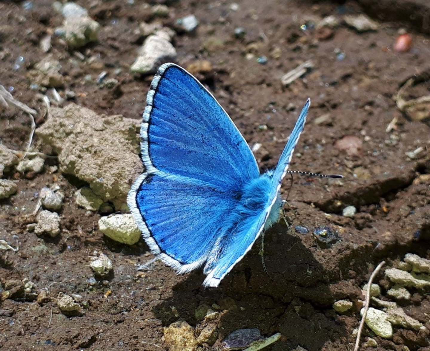 Polyommatus bellargus? - S, e Cyaniris semiargus