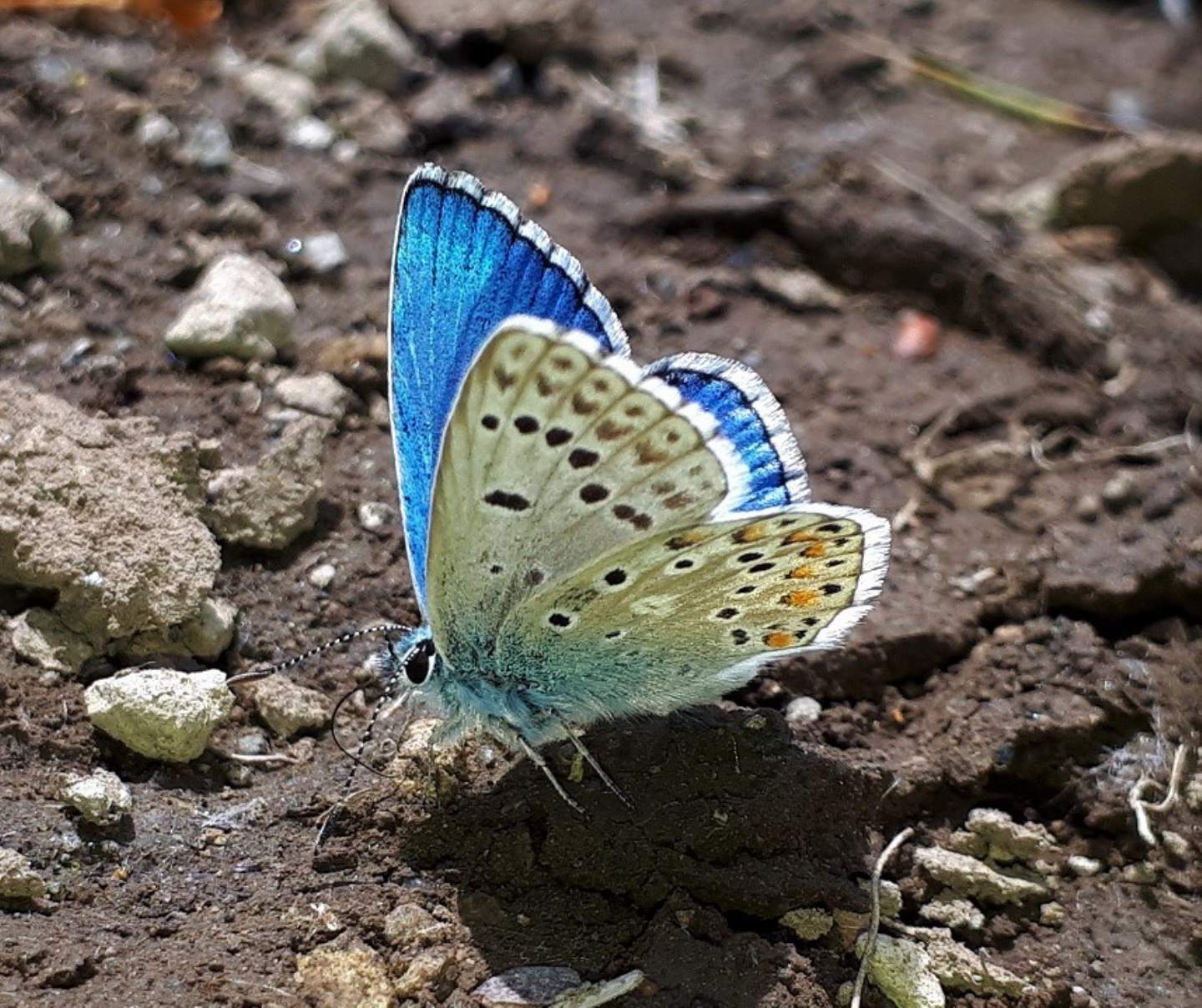 Polyommatus bellargus? - S, e Cyaniris semiargus