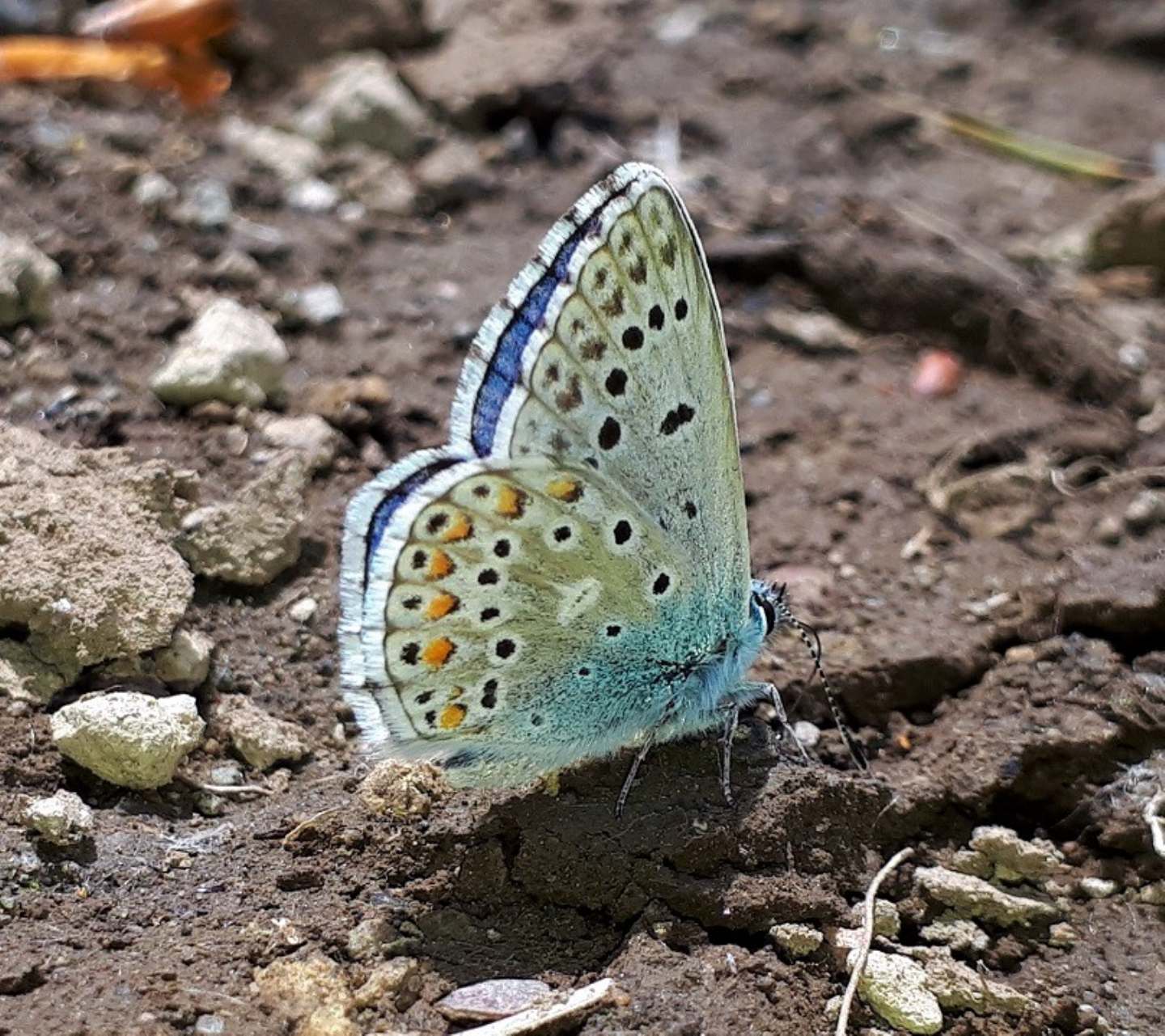 Polyommatus bellargus? - S, e Cyaniris semiargus