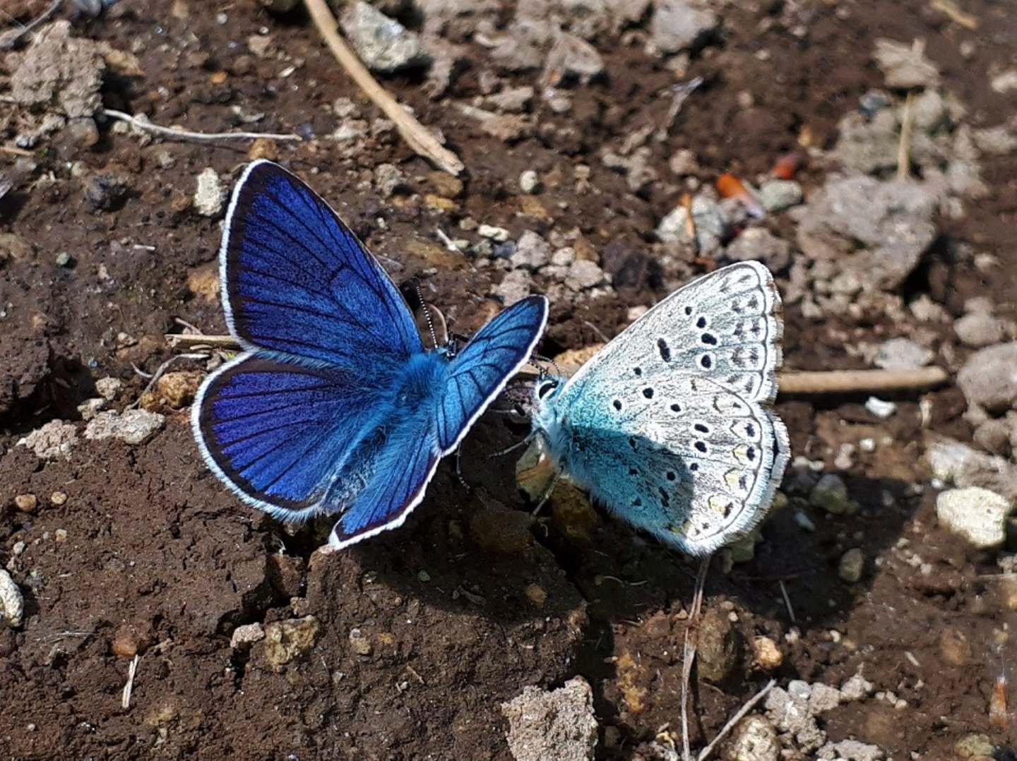 Polyommatus bellargus? - S, e Cyaniris semiargus