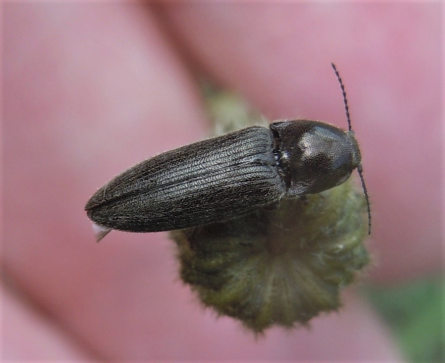 Elateridae: cfr. Cidnopus pilosus