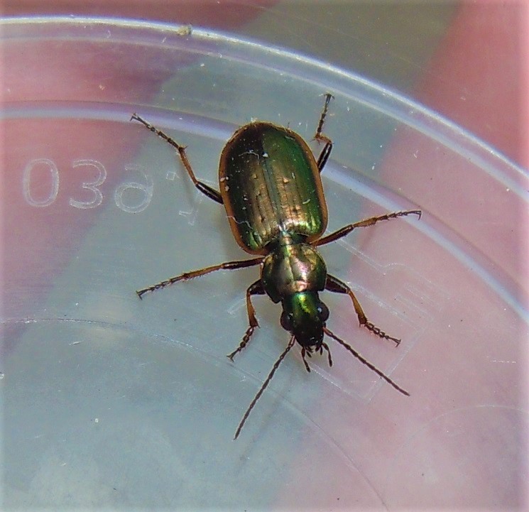 Carabidae: Agonum marginatum? S.