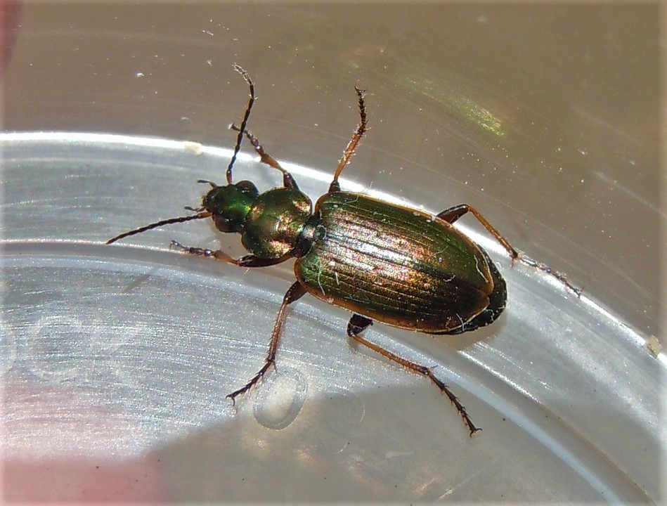 Carabidae: Agonum marginatum? S.