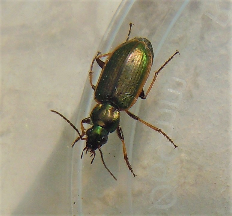 Carabidae: Agonum marginatum? S.