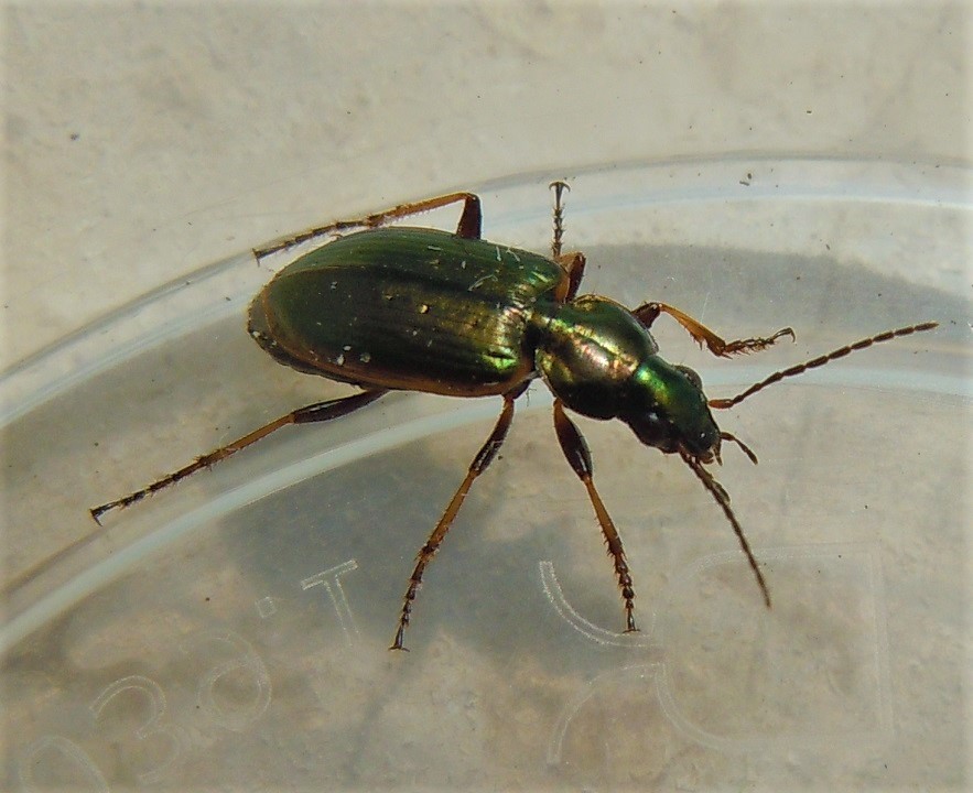Carabidae: Agonum marginatum? S.