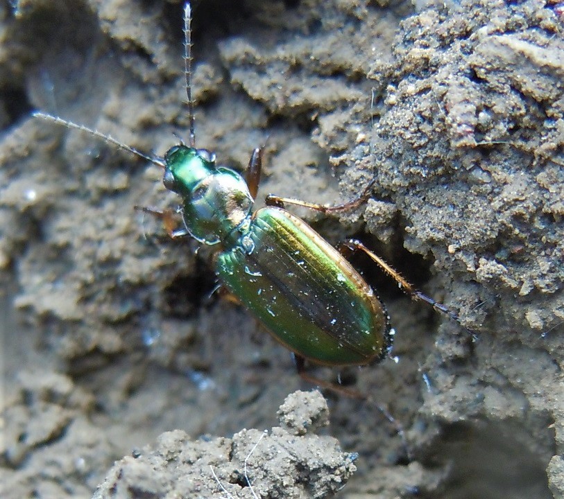 Carabidae: Agonum marginatum? S.