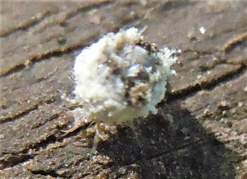 Larva di Pseudomallada sp.