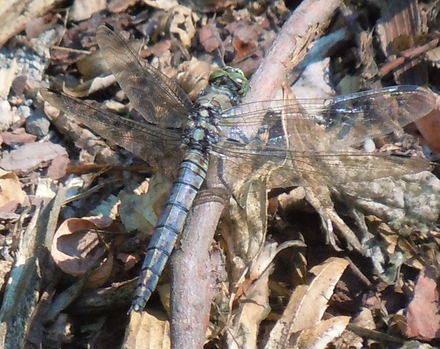 Orthetrum cancellatum femmina?  S