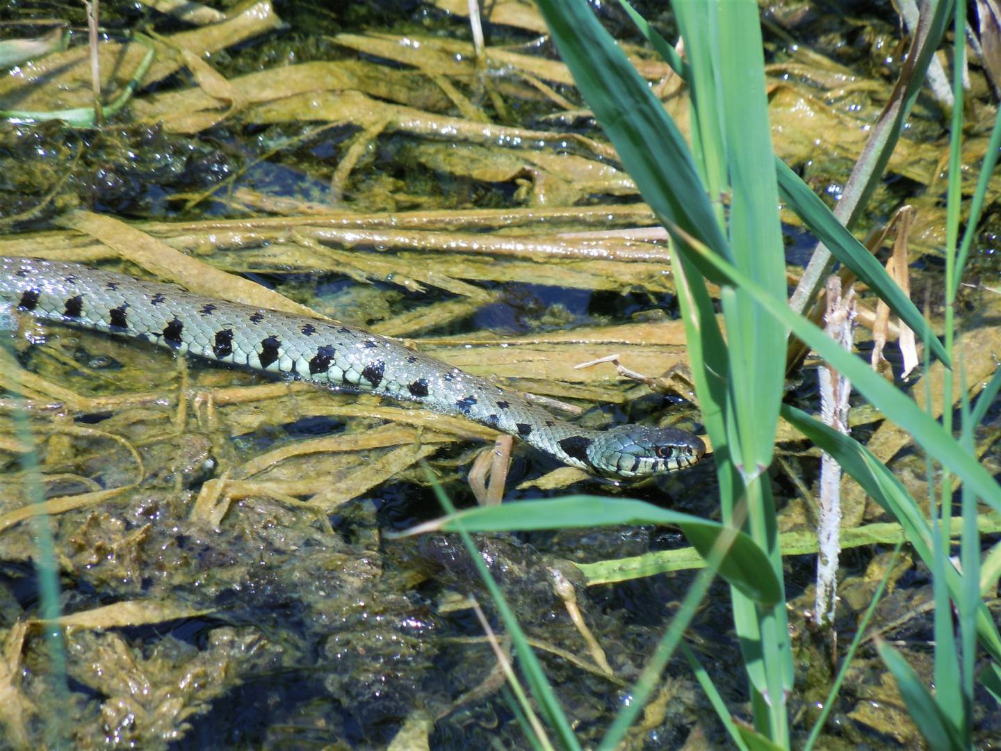 Natrix helvetica sicula?  S