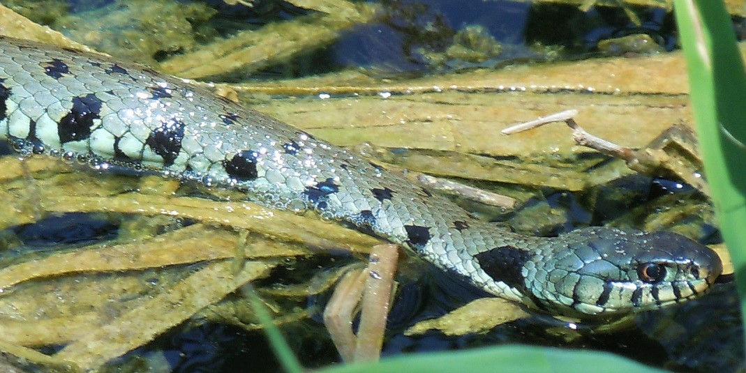 Natrix helvetica sicula?  S