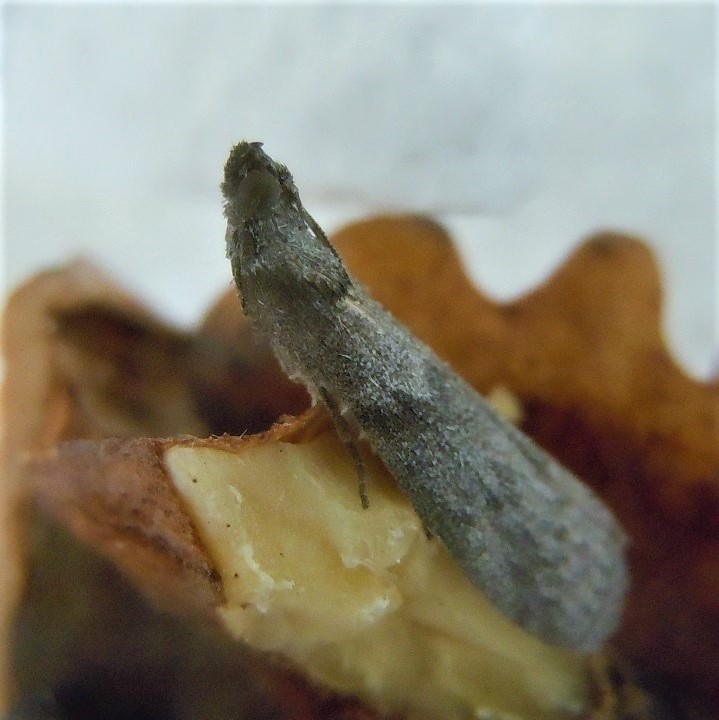 Apomyelois ceratoniae - Pyralidae? S