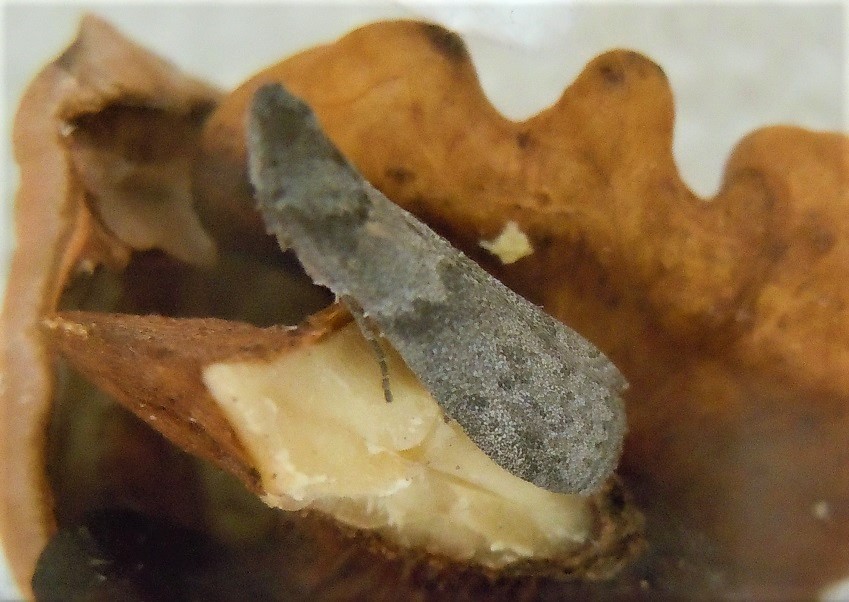 Apomyelois ceratoniae - Pyralidae? S