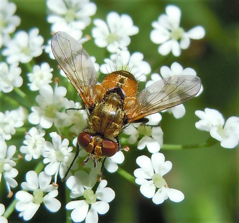 Tachinidae: Eliozeta helluo